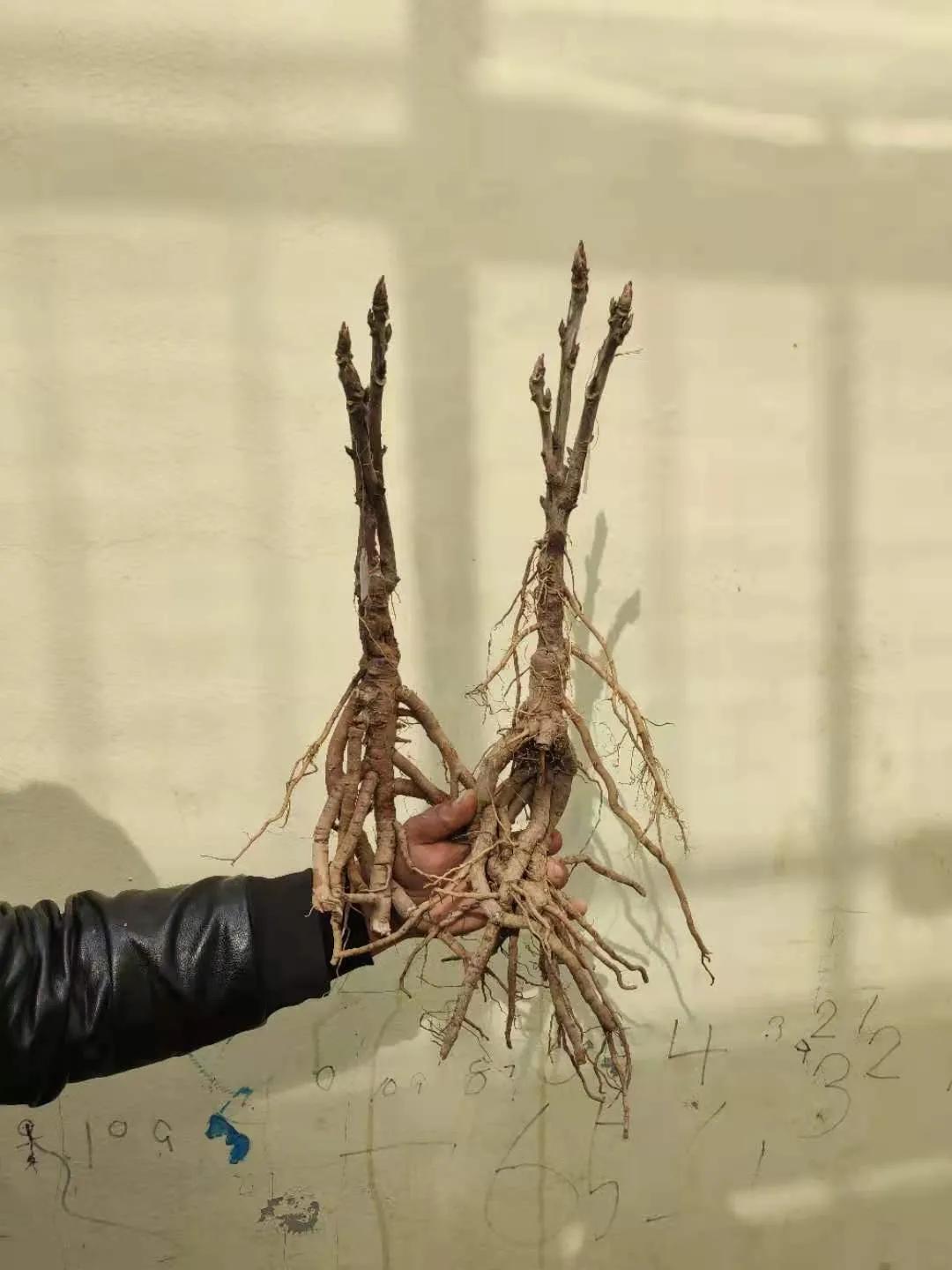 国色天香牡丹花雍容华贵,花中之王国色天香牡丹花