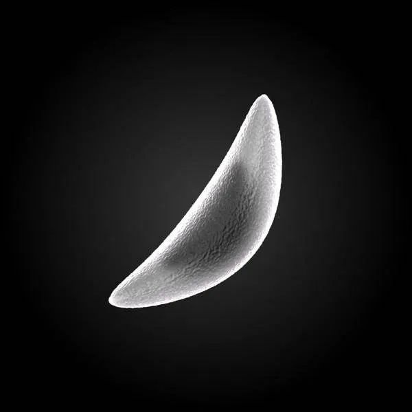 春天宠物驱虫的正确方法,驱虫春季宠物