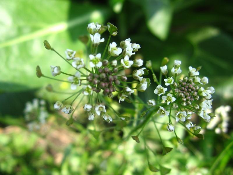 荠菜的功效作用,荠菜的原生图片