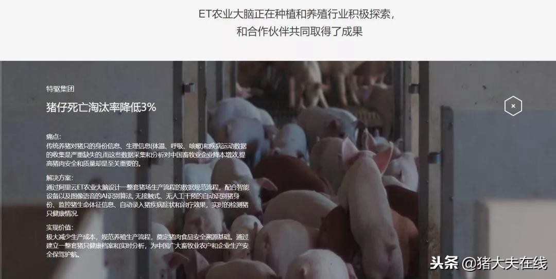 “京东猪”与网易、阿里养的猪有何异同?