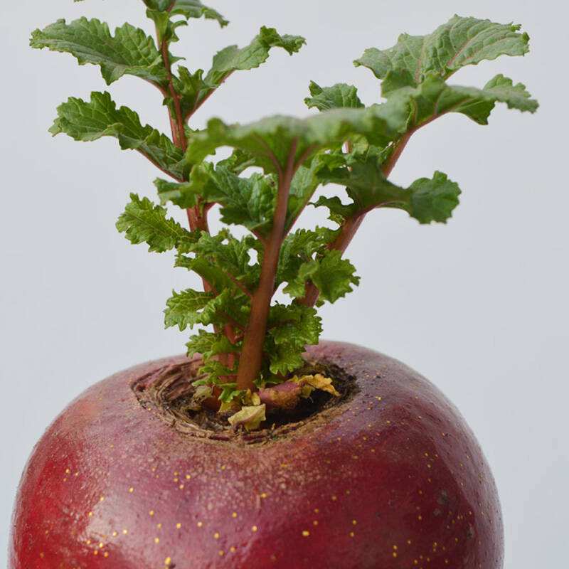 这几种盆栽可不能随便养,十大适合懒人种植的盆栽