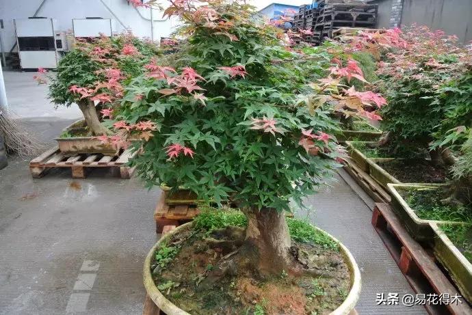 日本红枫和中国红枫有什么区别,日本红枫和中国红枫盆景的区别