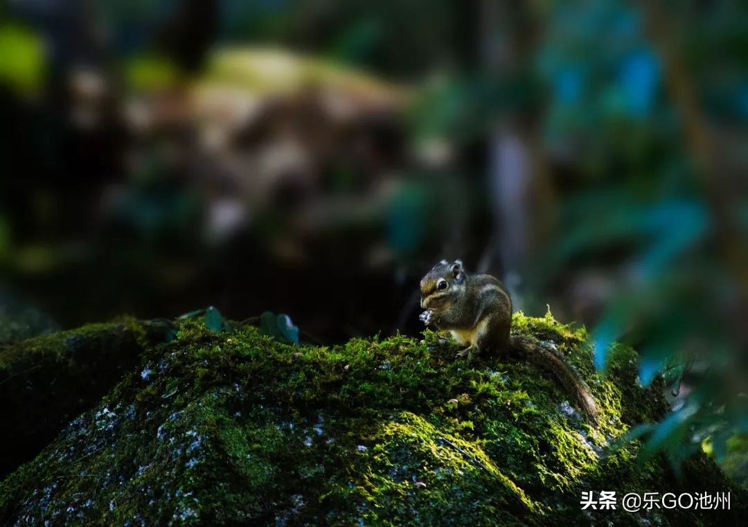 牯牛降直播间回放,石台县牯牛降直播间