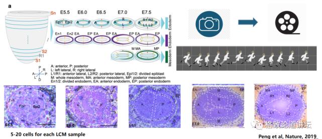在未来，再生医学能够对我们身体“零件”进行直接的更换？