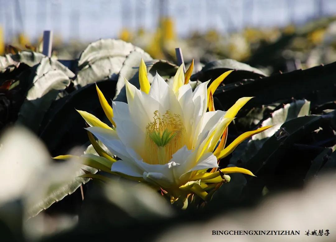 附近的火龙果采摘园海南,海南火龙果采摘
