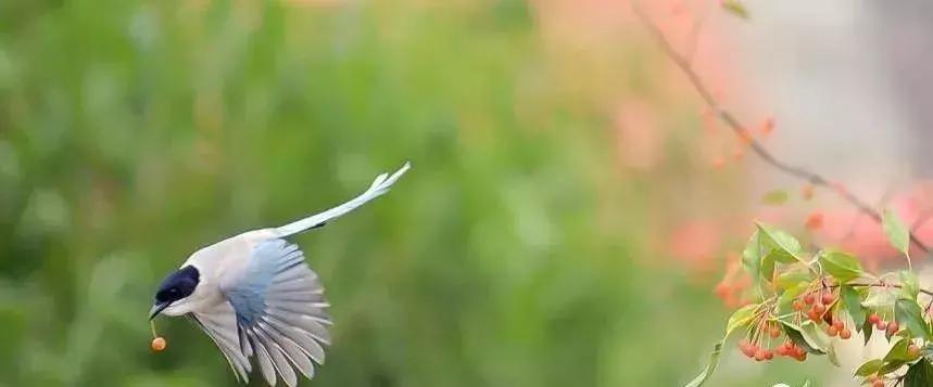 赞美百灵鸟声音好听的语句,评论百灵鸟的声音