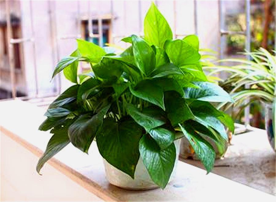 家里养什么大绿植最好养又招财,最适合在客厅养的易存活绿植