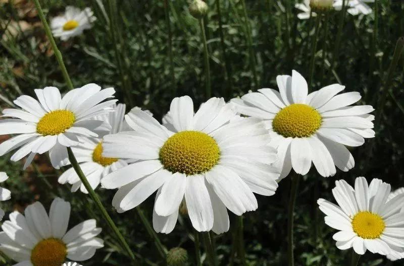 养哪一种吃虫子的花最合适,这4种花真省心养在家里不招虫
