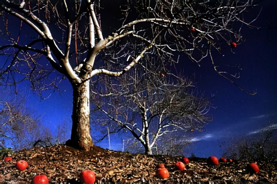 苹果树严重花叶病怎么办,苹果树落叶病怎么治