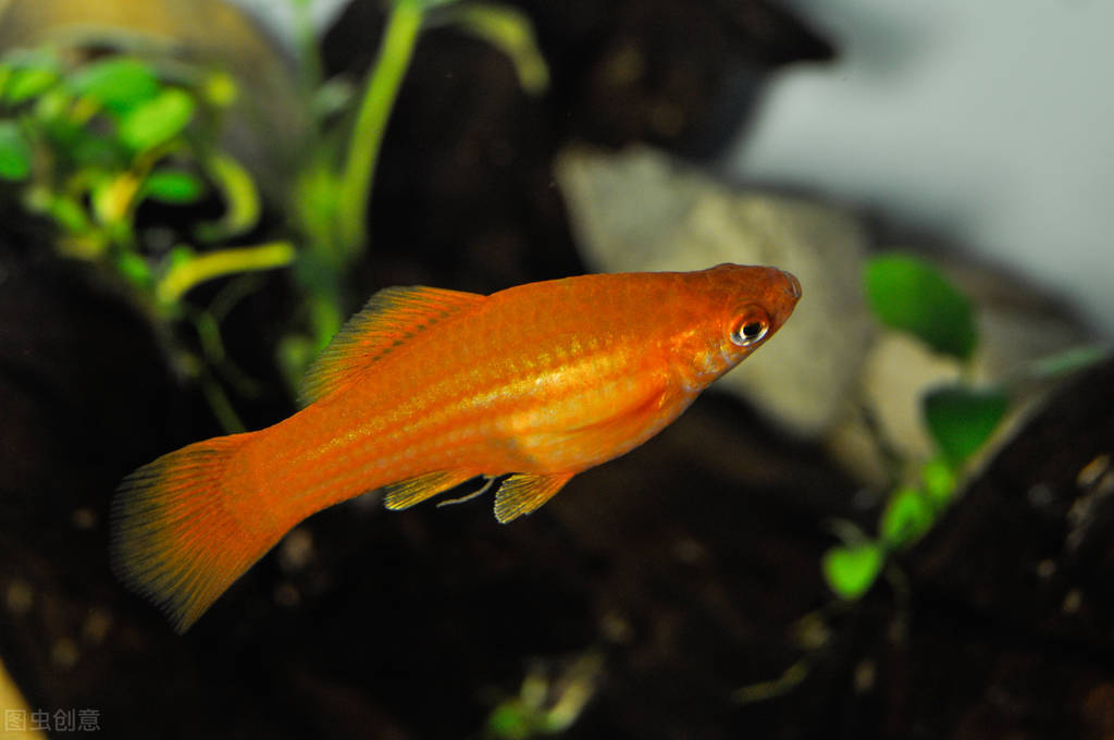 红剑鱼需要怎么养,红剑鱼怎么养才能长久地活下来