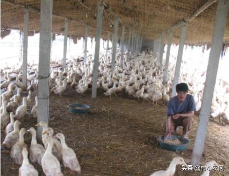 小型养殖什么最赚钱创业项目,农村养殖投资少赚钱快有哪些项目