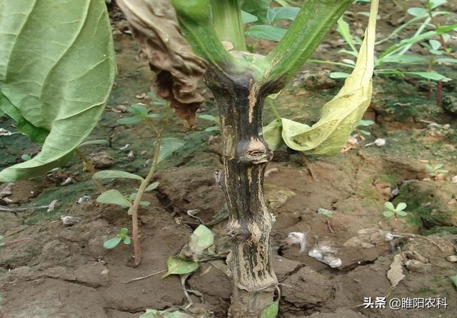 辣椒易生什么病该用什么药,辣椒有病毒病怎么治