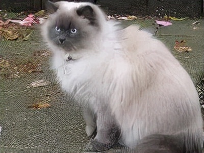 长着胡子的猫咪什么品种,有胡子的猫咪是哪种猫