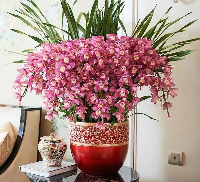 兰花肉根干枯怎样处理,蝴蝶兰肉根黑了