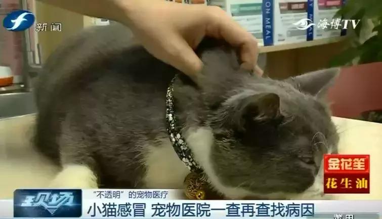 鍝瀹犵墿鍖婚櫌姝h涓嶄贡鏀惰垂,鏇濆厜瀹犵墿琛屼笟榛戝箷