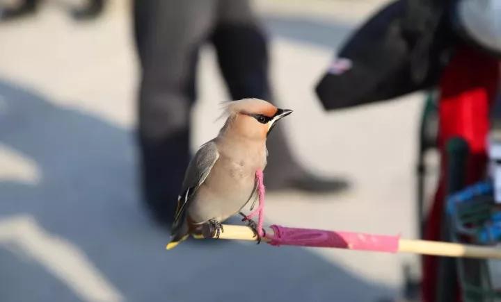 训鸟视频大全,训鸟入门基础知识