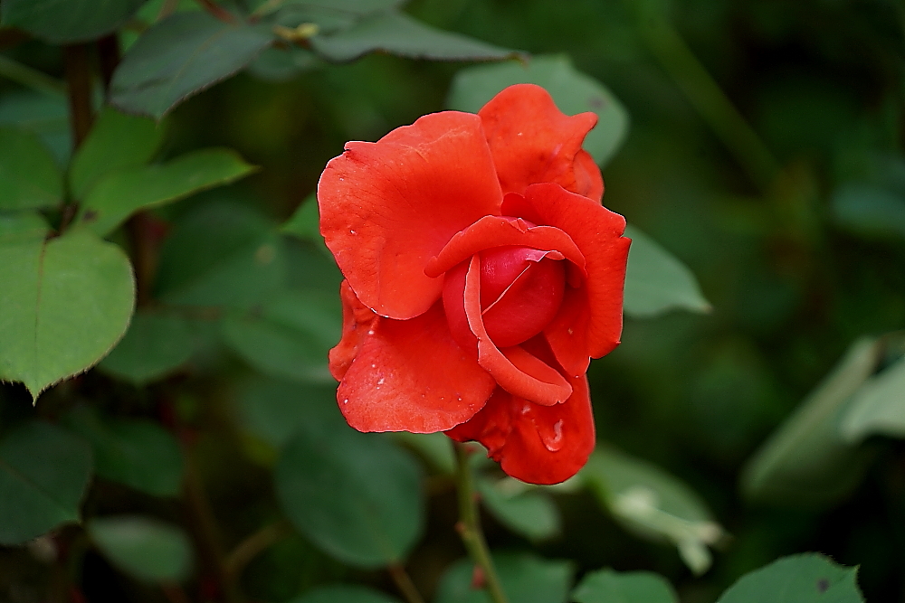 五月花；青山吹奏《蜗牛与黄鹂鸟》,D#调半音阶口琴演奏