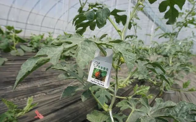 雾霾天气如何防治蔬菜病害,蔬菜低温病害及预防