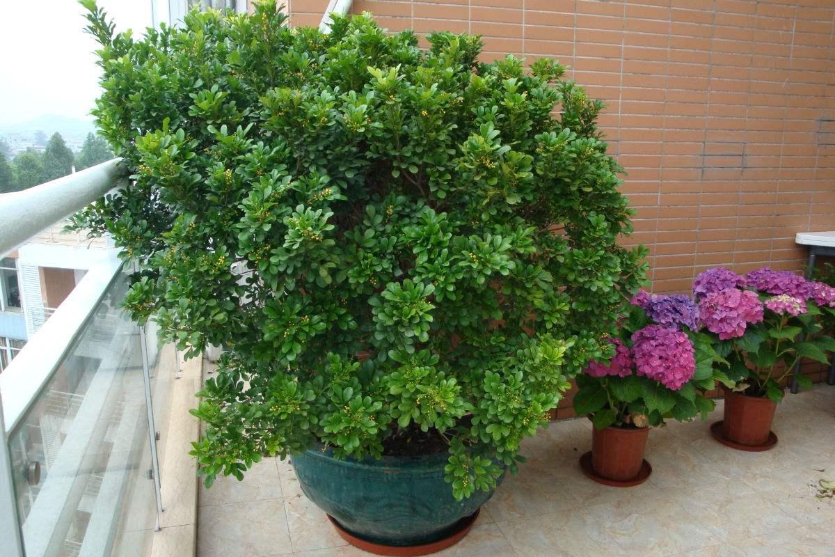 养米兰花的技巧与方法,怎样养护才能让米兰枝繁叶茂