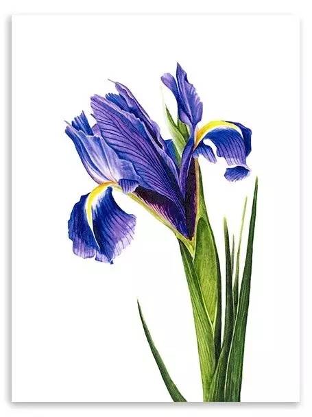 超写实绘画真实吗,超写实的植物绘画