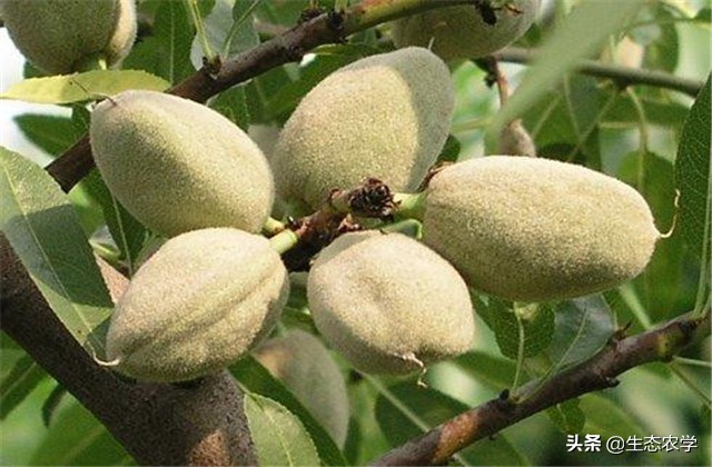 扁桃种植技术和管理,扁桃种植基地