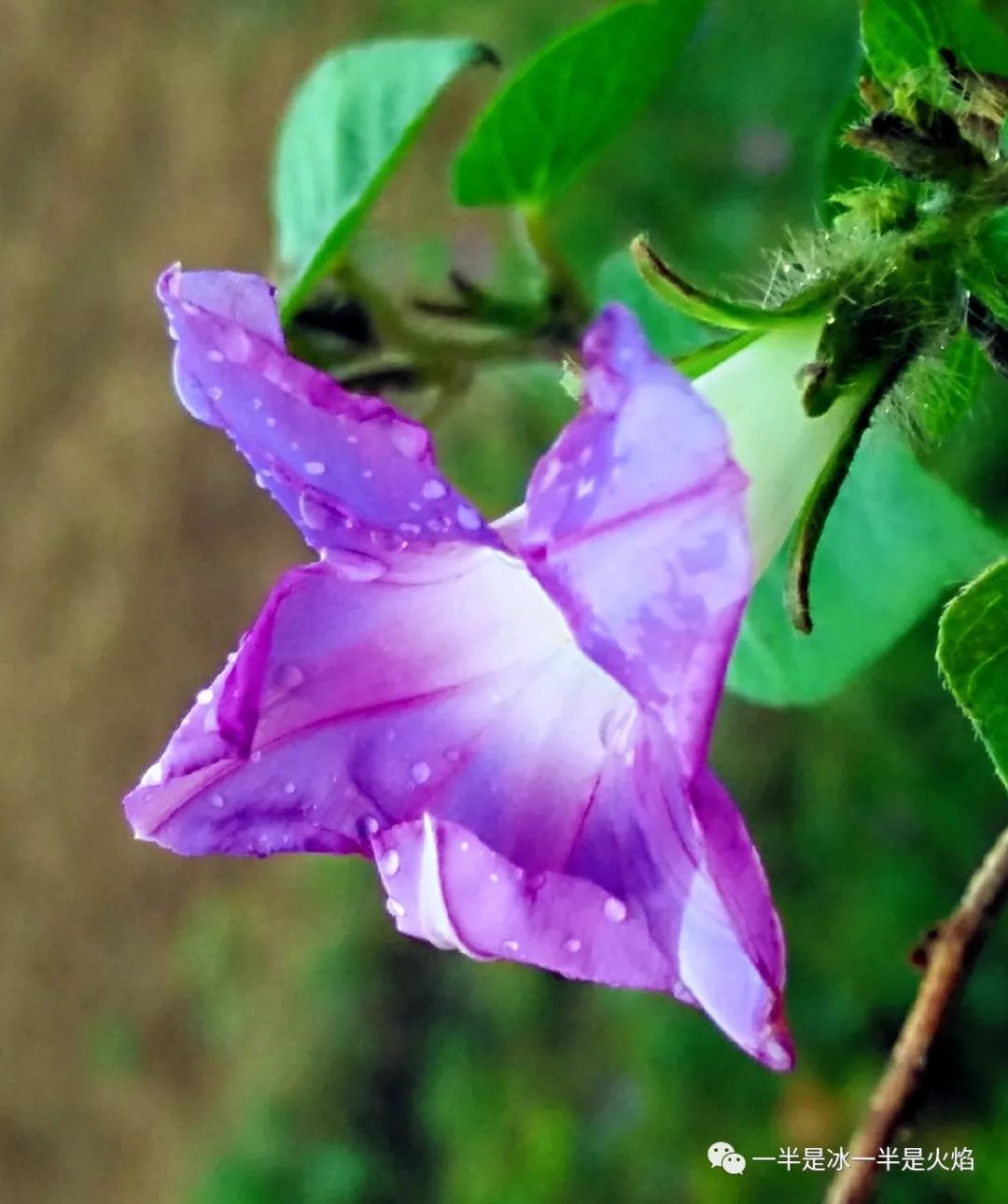 散文诗古诗词,散文诗深秋之韵