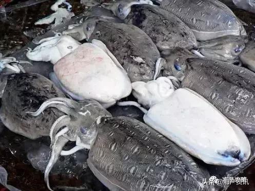 章鱼八爪鱼鱿鱼墨鱼乌贼怎么区分,乌贼章鱼鱿鱼的区别图解