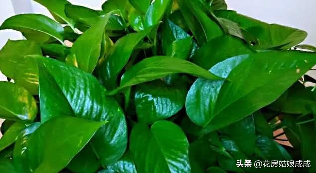 一盆快死的“绿萝”，重新让它变的枝繁叶茂，看看是怎么做到的！
