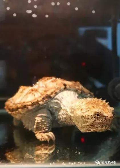 新到家的小招财龟不吃东西怎么办,新到家的龟泡电解多维应该泡多久