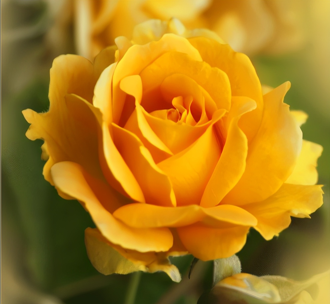 武夷岩茶品种黄玫瑰,武夷黄玫瑰品种介绍