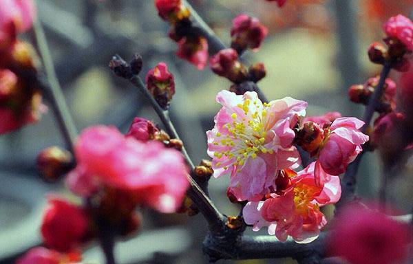 腊月是农历的几月份腊月是什么星座腊月适合结婚的日子