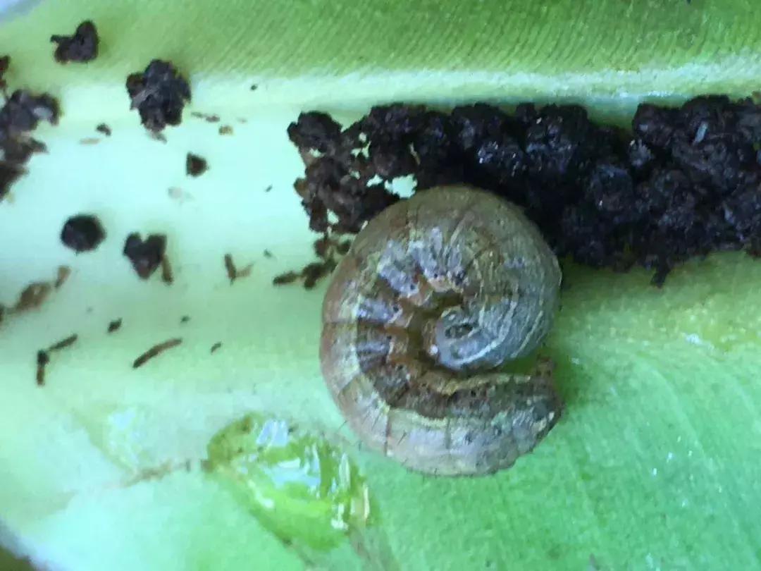 草地贪夜蛾田间危害,贪夜蛾防治方法