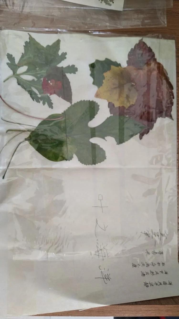 育才中学美丽校园,阜新市育才中学照片