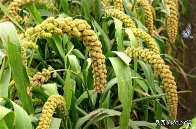 有机稻米的种植方法,有机大米的种植方式