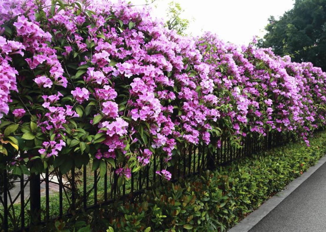 室内阳台适合养的爬墙的花,这6种花养在家里颜值高还好养活