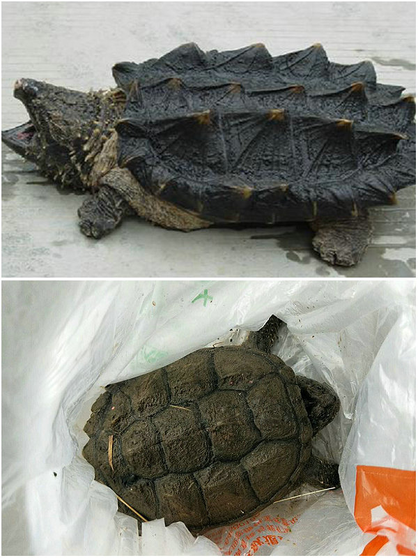 大水冲出乌龟,村中洪水意外发现巨龟