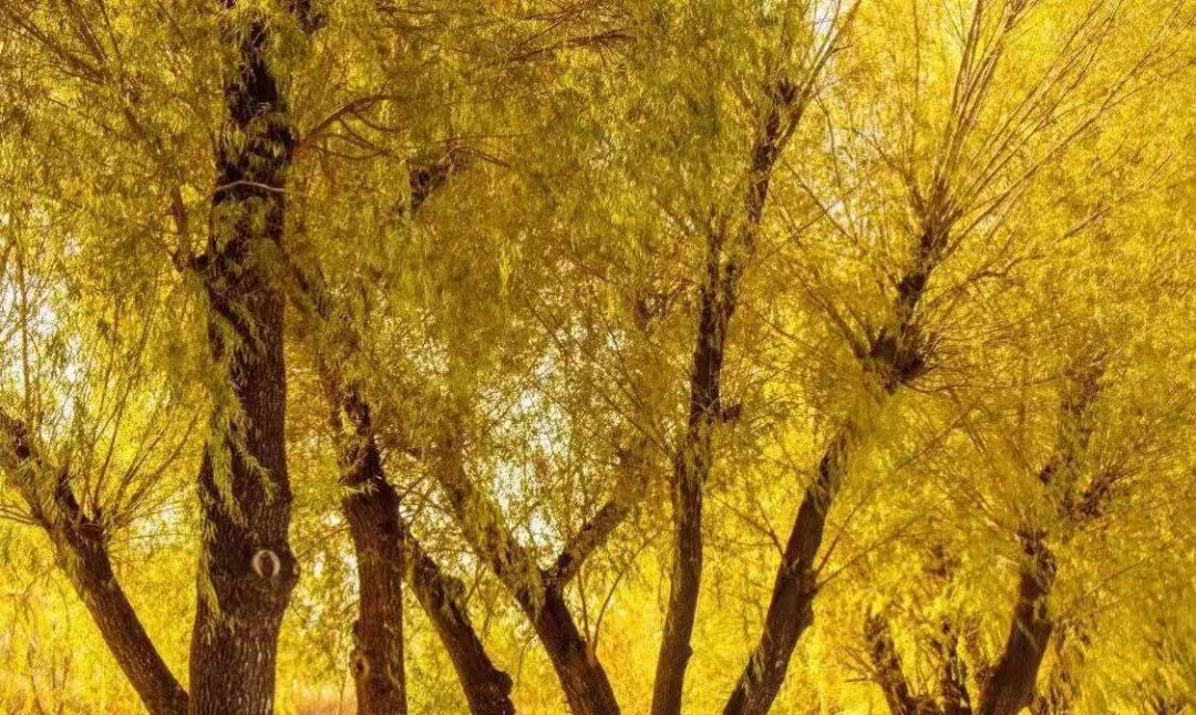 稻香湖秋天,海淀稻香