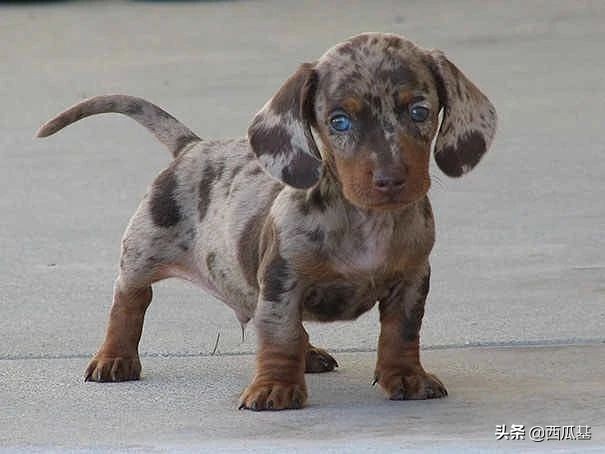 常见的串串狗都是什么品种,不建议养的10种狗串串犬