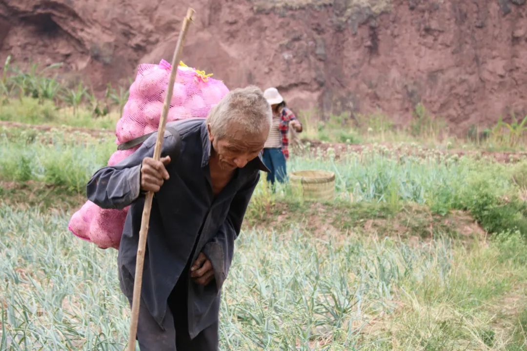黄皮洋葱批发,黄皮洋葱今日报价