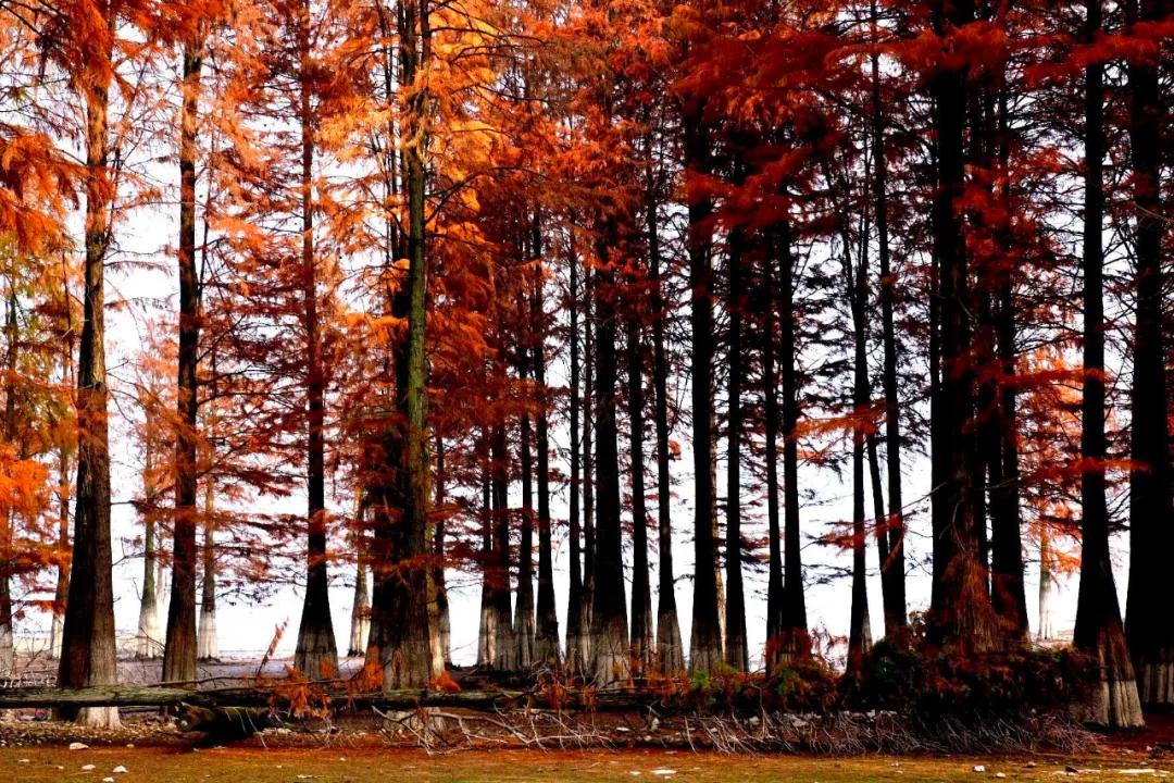 银杏古道自驾游攻略,江浙沪绝美古道苏州