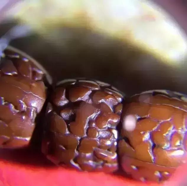 手串有白色小虫子,手串长虫子是什么原理