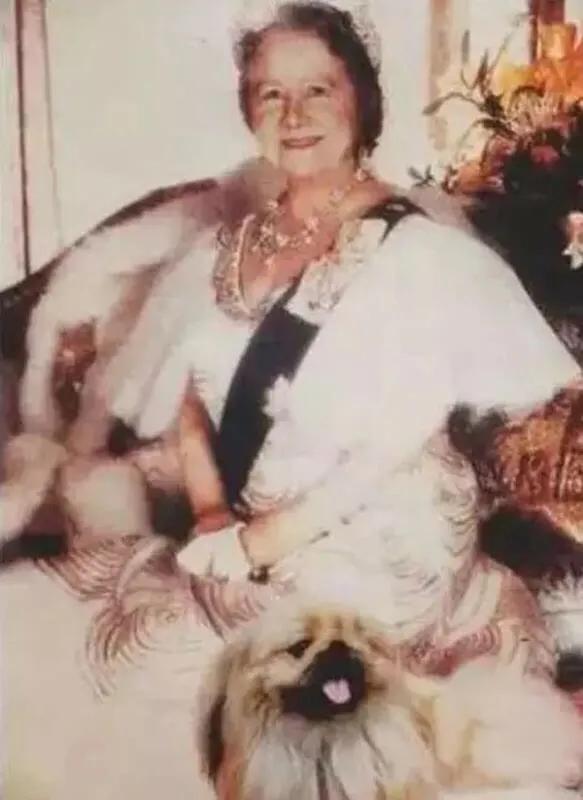 京巴犬为什么是土狗,京巴犬为什么现在没人养了