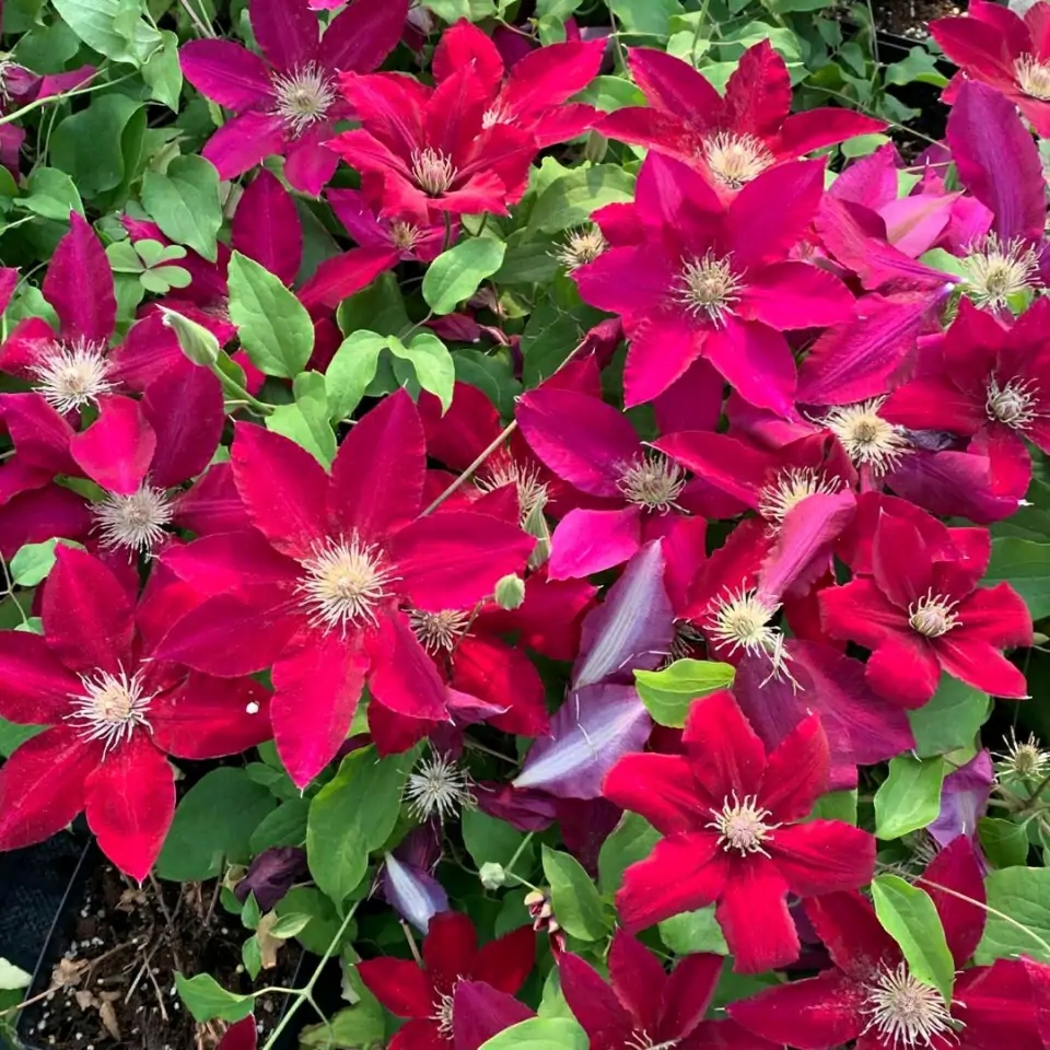 这“38种花”,当你开始收集品种时,你已入坑颇深