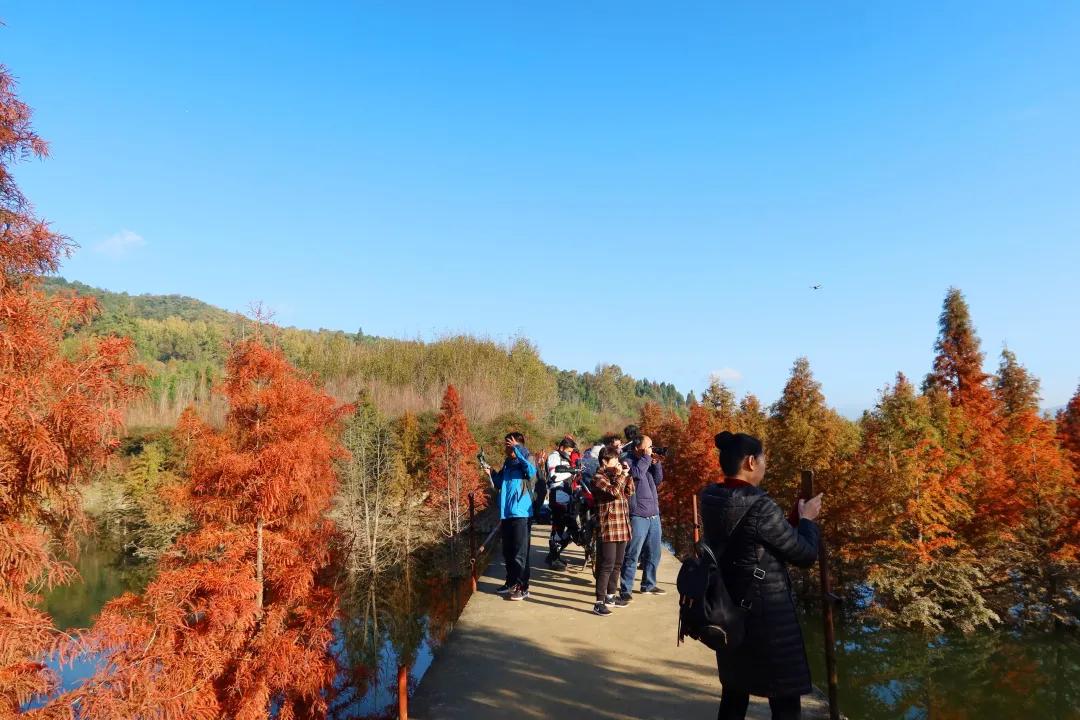 昆明甸尾村的水杉真的太美了,昆明甸尾水杉林网红打卡地