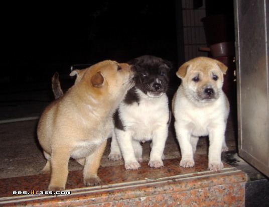 民间相狗的最佳方法,民间土狗相狗经