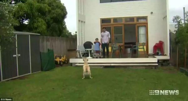 悉尼一不到3米宽土地以6.9万澳元出售！拍卖广告：请充分发挥你的想象力