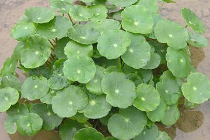 天胡荽草别名,香菇草是什么植物