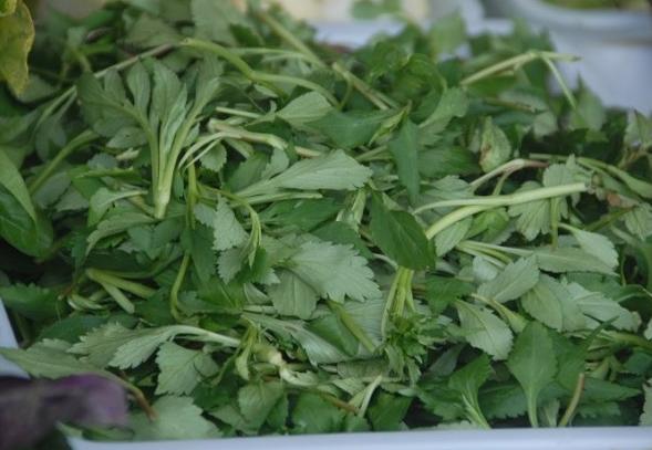 俗称苦了芽的野菜,苦菜又名油麦菜