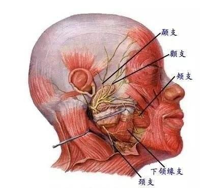 10个瘦脸小妙招如何快速瘦脸,脸肥怎么运动瘦脸最快最有效