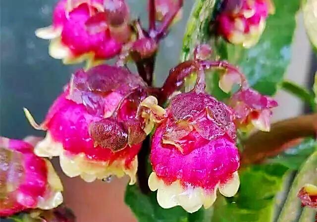 宫灯长寿花开花香吗,宫灯长寿花重瓣好养吗